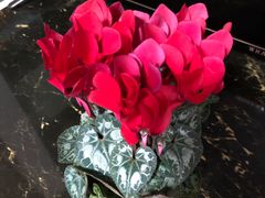 -龙大花卉苗木市场