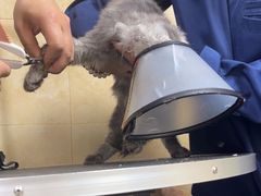 -佳雯宠物医院·皮肤科·内外科(春晓路分院)