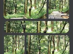 -黄埔油麻山森林公园