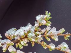 -正蓝旗草原特蒙餐