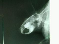 -瑞派·关忠动物医院·异宠专科·犬猫肿瘤·皮肤专科(望京店)