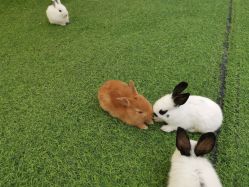 -萌宠亲子动物乐园(槐房万达店)