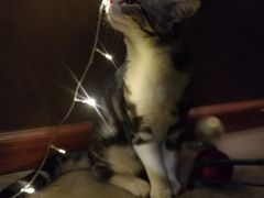 猫宝-咖法森林·咖啡  酒吧(天河店)