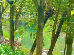 -广州白江湖森林公园