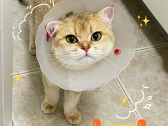 -宠爱国际动物医院· 猫科· 外科·中兽医(长白店)