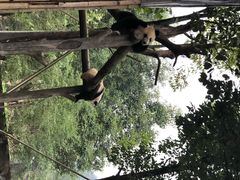 -都江堰中华大熊猫苑