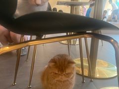 -飞行喵MR PILOT|猫舍·猫咖(静安大融城店)