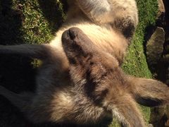 CURRUMBIN&nbsp;&nbsp;WILDLIFE&nbsp;SANCTUARY-可伦宾野生动物保护区