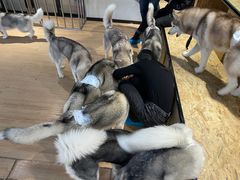 -Husky Go! 哈士奇体验馆·宠物咖啡厅狗咖
