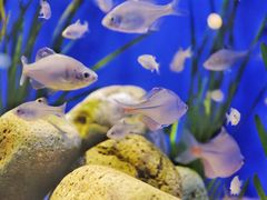 -上海海洋水族馆