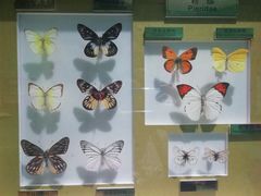 -上海昆虫博物馆