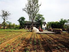 -田园东方蜜桃村的田野营地