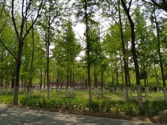 -大兴滨河森林公园