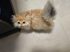 -瑞派动物医院·猫专科·至诚(江南中分院)