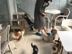 用餐区-喵的天空名猫咖啡馆·撸猫·猫舍·用品