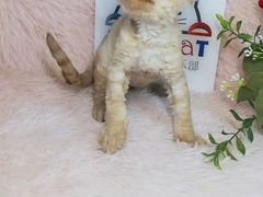 -十年猫舍·猫咪专门店(普陀店)