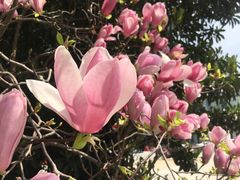 -南汇桃花村