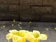 -野草莓自由市场