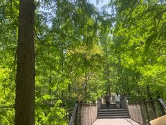 -黄海国家森林公园