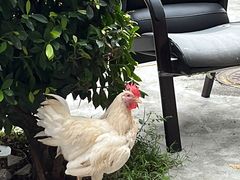 -Again Coffee Roaster(香蜜湖店)