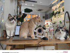 -李小姐の猫咖啡馆(五角场店)