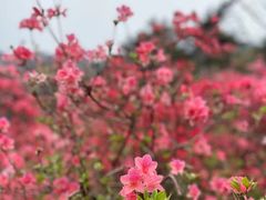 -木兰云雾山