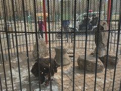 -长白岛森林公园