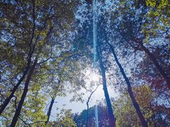 -铁山坪森林公园