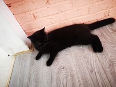 -喵屿·大理花园猫咖