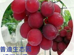 -普迪生态园
