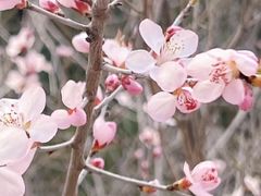 -妙峰山风景名胜区