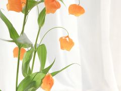 -双季花艺园艺市场(浦东店)