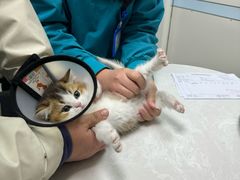 -中农国际动物医院24小时·猫科·骨科·急重症中心