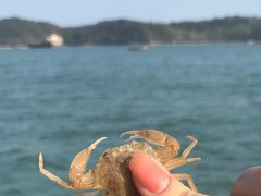 -广东惠东海龟国家级自然保护区