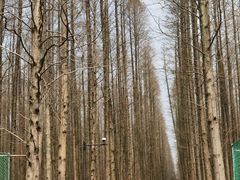-东平国家森林公园