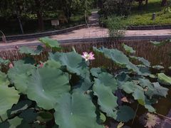 -石家庄市植物园