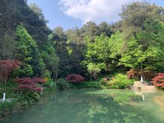 -铁山坪森林公园