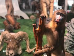 -郑州自然博物馆(惠济区)