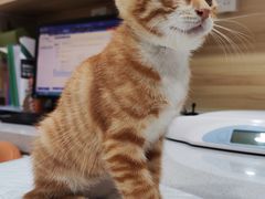 -瑞派宠物医院·CT影像中心·猫友好医院(奥城店)