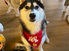 -Husky Go! 哈士奇体验馆·宠物咖啡厅狗咖