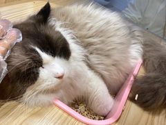 -屋虎猫馆(宝安大仟里店)