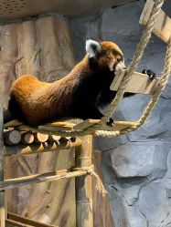 -Zoolung Zoolung动物主题公园(海信广场店)