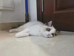 -喜猫·猫舍·洗护寄养