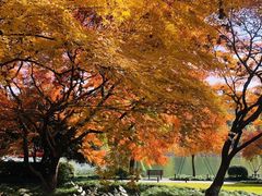 -杭州香格里拉·香宫中餐厅