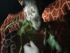 -清迈夜间动物园