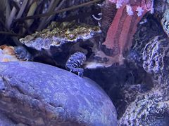 -上海海洋水族馆