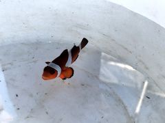 -环滩岛