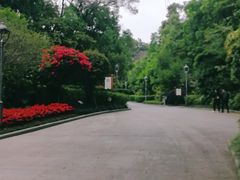 -金鸡山公园