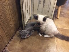 -共舞时光猫咖·狗咖(新街口店)