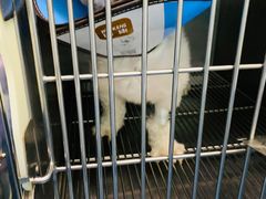-顺强宠物诊所·狂犬免疫·夜诊·骨科(嘉定店)